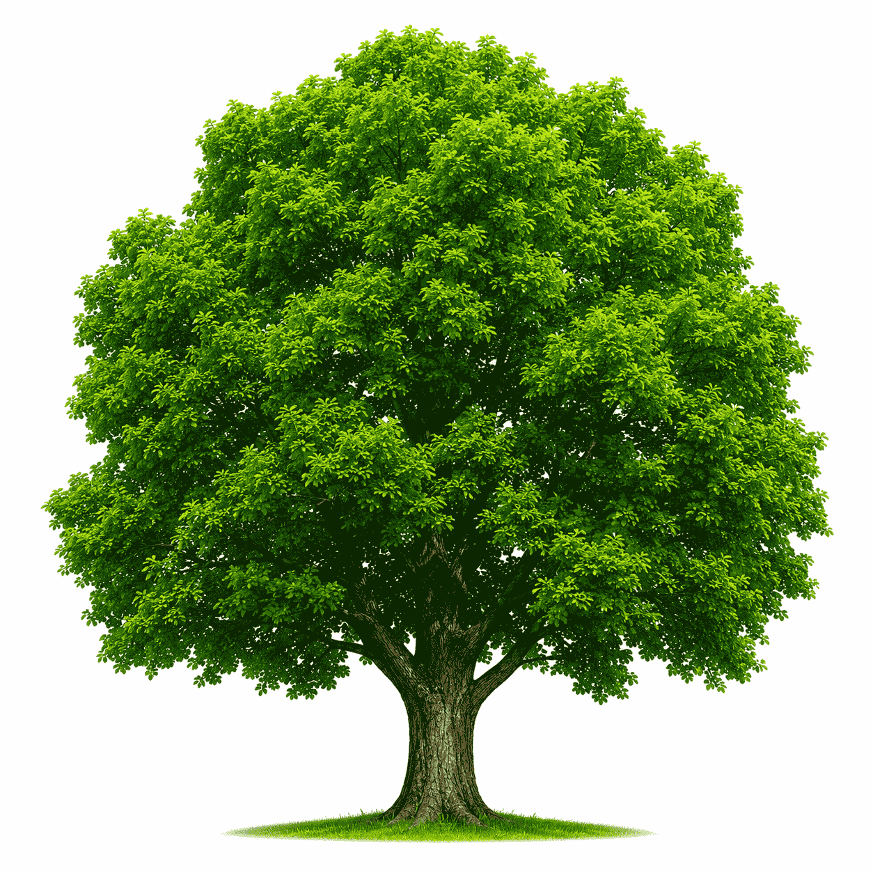 edmonds tree